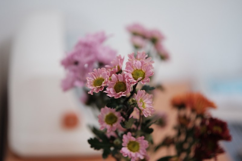 🌼🌼🌼